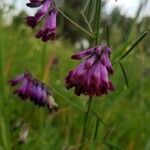 Vicia sicula flower picture by li-nda hm (cc-by-sa)