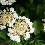 Viburnum opulus flower picture by st 27 (cc-by-sa)