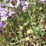 Clinopodium alpinum habit picture by Giovanni Scarmoncin (cc-by-sa)