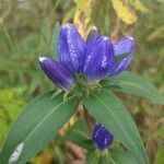 Gentiana andrewsii flower picture by Anthony Godoy (cc-by-sa)