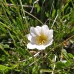 Ranunculus alpestris flower picture by Stephane D. (cc-by-sa)