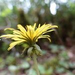 Taraxacum mediterraneum flower picture by Catherine Perret (cc-by-sa)