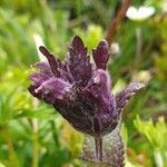 Bartsia alpina flower picture by René Burkhard (cc-by-sa)