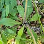 Bellis sylvestris leaf picture by Ravi romarin (cc-by-sa)