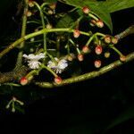 Chrysochlamys psychotriifolia leaf picture by Nelson Zamora Villalobos (cc-by-nc)