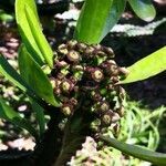 Euphorbia neriifolia fruit picture by Dieter Albrecht (cc-by-sa)