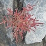 Salicornia rubra leaf picture by Wagner Beaulieu Sami Jai (cc-by-sa)