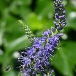 Veronica longifolia flower picture by Hendrik-Jan Hoogenberk (cc-by-sa)