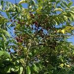 Coffea arabica habit picture by Dieter Albrecht (cc-by-sa)