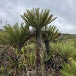 Blechnum loxense habit picture by Fabien Anthelme (cc-by-sa)