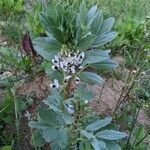 Vicia faba flower picture by Denis Bastianelli (cc-by-sa)