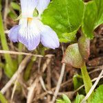 Viola collina flower picture by Martin Bishop (cc-by-sa)