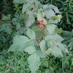 Rhus aromatica leaf picture by Ram Chandra Ram Chandra Nepal (cc-by-sa)