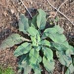 Salvia sclarea habit picture by NICOLAS Leconte (cc-by-sa)