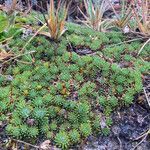 Xenophyllum humile habit picture by Fabien Anthelme (cc-by-sa)