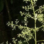 Amyris brenesii habit picture by Nelson Zamora Villalobos (cc-by-nc)