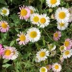 Erigeron glaucus flower picture by louie mera (cc-by-sa)