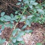 Rubus elegantispinosus habit picture by Margaret Prevost (cc-by-sa)