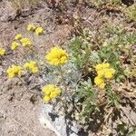 Artemisia glacialis flower picture by lucia (cc-by-sa)