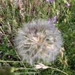 Tragopogon porrifolius fruit picture by samuel jean (cc-by-sa)