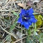 Gentiana angustifolia flower picture by julie dzialoszynski (cc-by-sa)