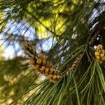 Pinus halepensis flower picture by melike kahraman (cc-by-sa)