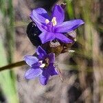 Aristea abyssinica flower picture by susan brown (cc-by-sa)