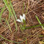 Ornithogalum corsicum habit picture by Martin Bishop (cc-by-sa)