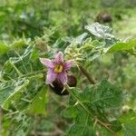 Solanum linnaeanum flower picture by pablocuesta92 (cc-by-sa)