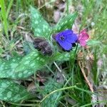 Pulmonaria affinis flower picture by stanislas landois (cc-by-sa)