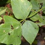 Rhynchosia calycosa leaf picture by Nelson Zamora Villalobos (cc-by-nc)