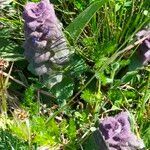 Ajuga pyramidalis flower picture by Patrick Aigueperse (cc-by-sa)