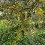 Acacia pycnantha flower picture by Jacques Fortin (cc-by-sa)