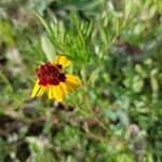 Coreopsis tinctoria flower picture by Manuel 601118459 (cc-by-sa)