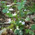 Claytonia sibirica habit picture by Schinkel Rolf (cc-by-sa)