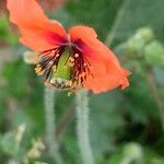 Papaver pinnatifidum flower picture by Maarten Vanhove (cc-by-sa)