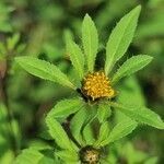 Bidens frondosa flower picture by Rico Mende (cc-by-sa)