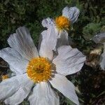 Romneya coulteri flower picture by Kathryn Brown (cc-by-sa)