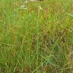 Allium sphaerocephalon habit picture by Pierre LEON (cc-by-sa)