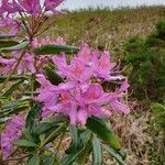 Rhododendron ponticum flower picture by John Brummer (cc-by-sa)