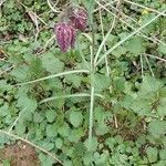 Fritillaria meleagris habit picture by Maxime Leloup (cc-by-sa)