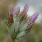 Trifolium thalii flower picture by margarida vila (cc-by-sa)