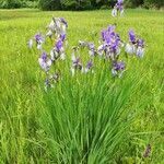 Iris sibirica habit picture by Uwe Winkler (cc-by-sa)