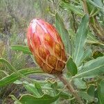 Protea obtusifolia flower picture by Phygelius (cc-by-sa)