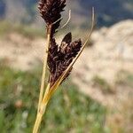 Carex parviflora fruit picture by Yoan MARTIN (cc-by-sa)