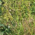 Picris hieracioides habit picture by Béverly Ghesquier (cc-by-sa)