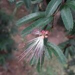 Calliandra surinamensis leaf picture by Carolin Schmidt (cc-by-sa)