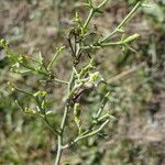 Thesium humifusum habit picture by Llandrich anna (cc-by-sa)