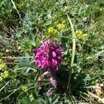 Pedicularis verticillata flower picture by Igor Odi (cc-by-sa)