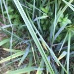 Cyperus longus leaf picture by Hans van Lieshout (cc-by-sa)